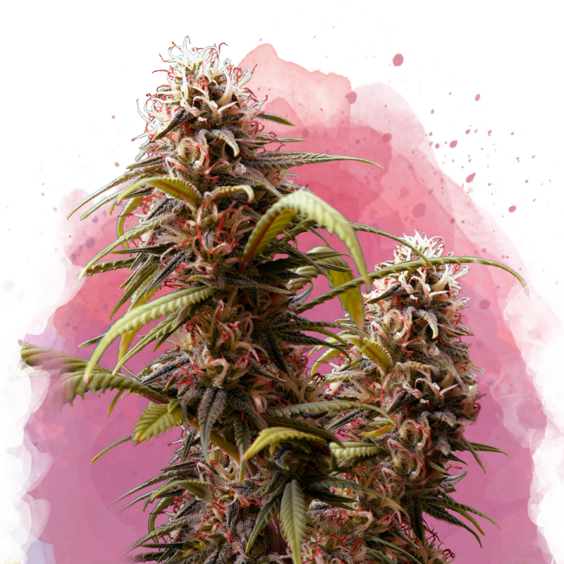 Wonder Woman Feminized