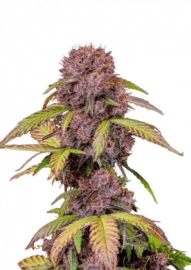 Lemon Cherry Cookies Auto