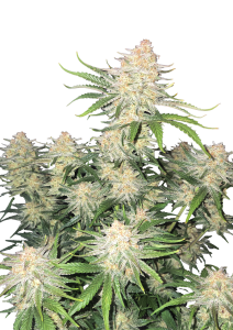 Frost Banger Auto