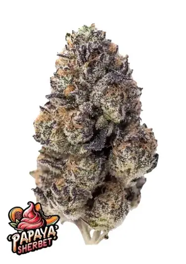 Papaya Sherbet Feminized