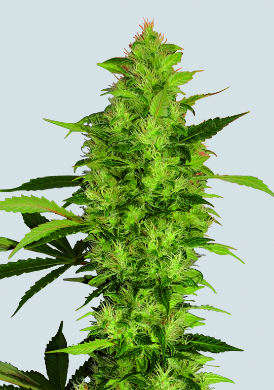 Sour Diesel Feminised