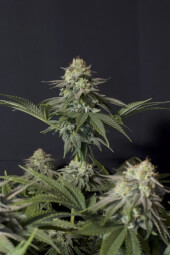 Orange Sherbet FF