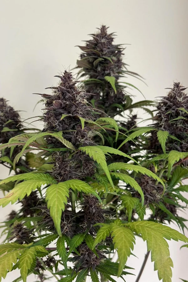 Purple Haze Auto Feminised Seeds