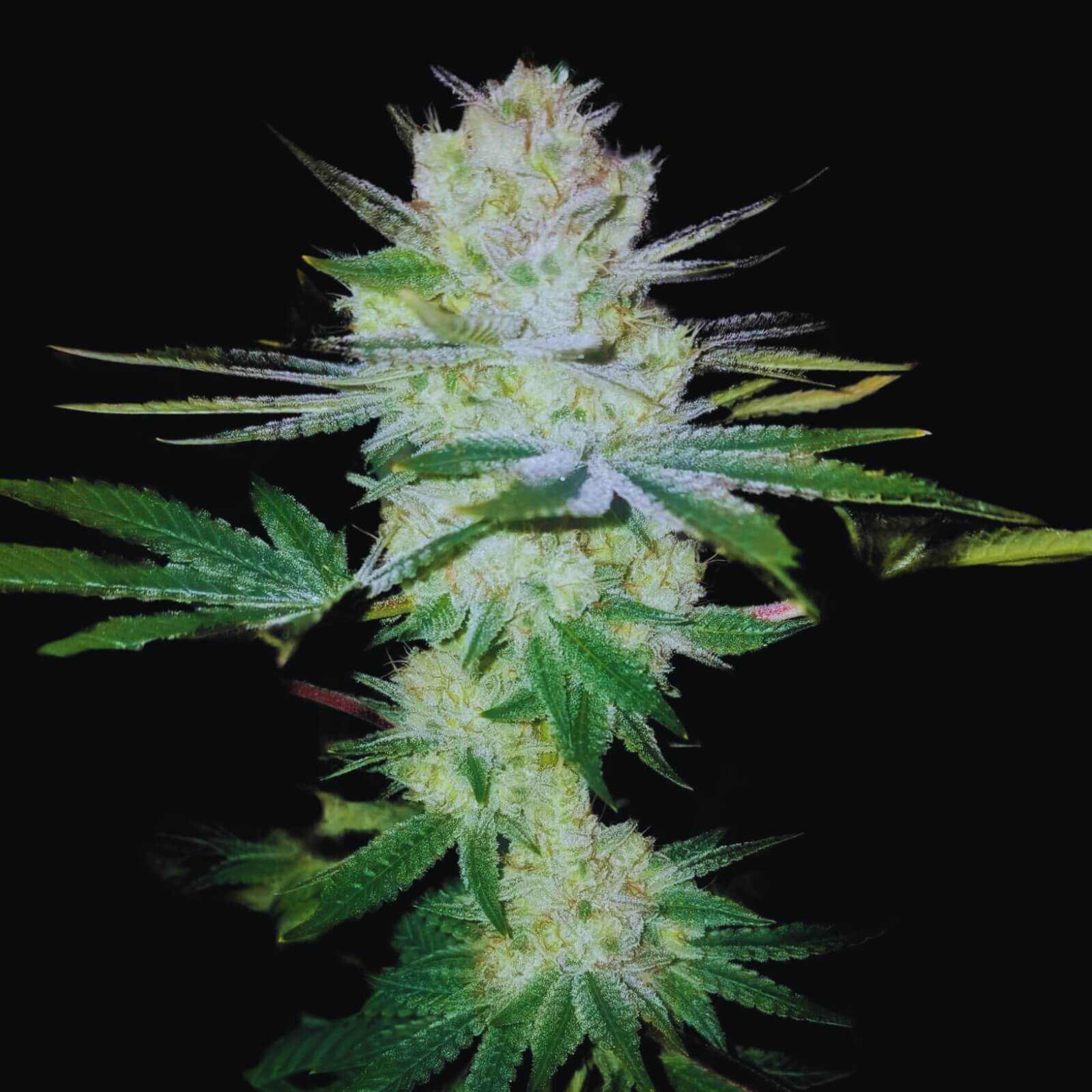 Gorilla Glue Feminized