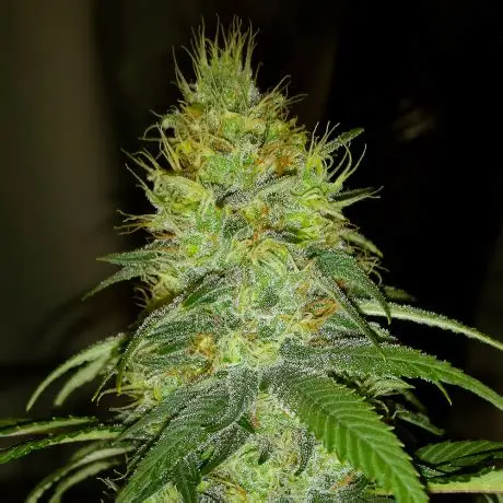 Raspberry Cough Feminized Seeds