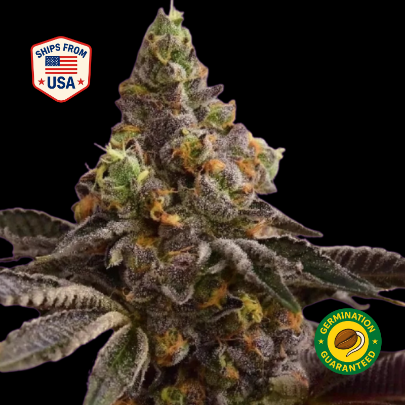 Purple Punch Feminized Seeds