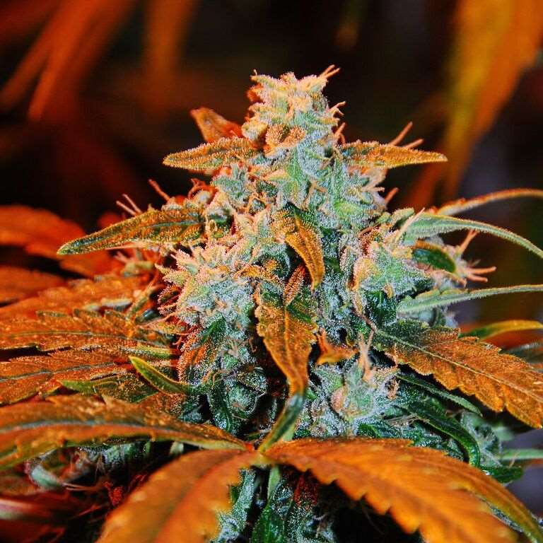 Blackberry Auto Feminised Seeds