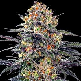 Jealous Mary Auto Feminised Seeds