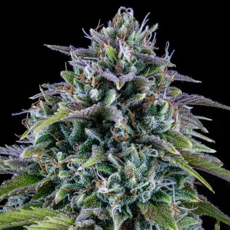 24 Carat AUTO Feminised Seeds