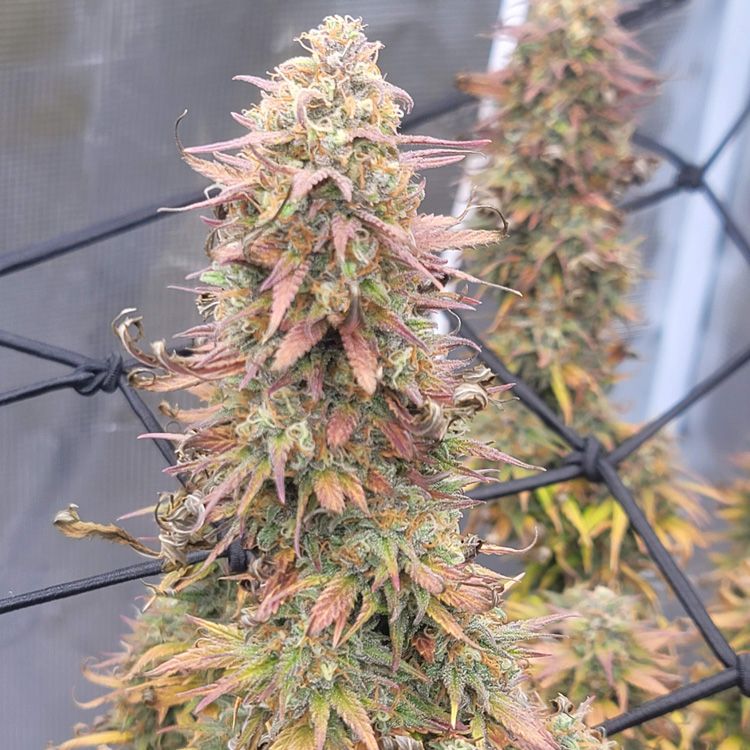 Auto Pineapple Express #2