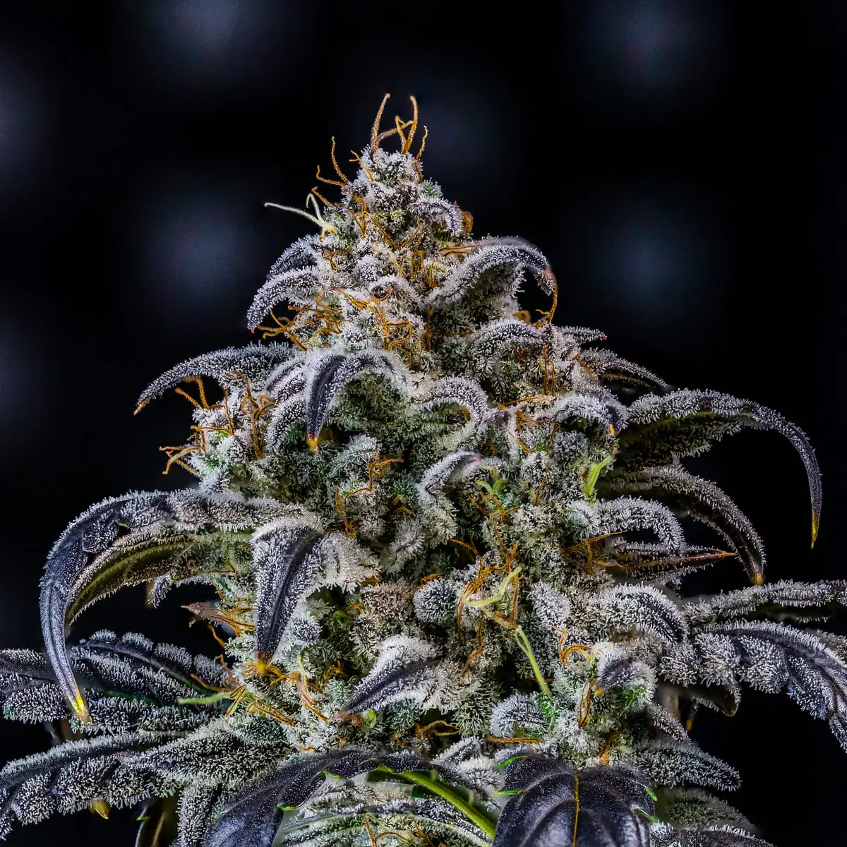 Double Grape Auto