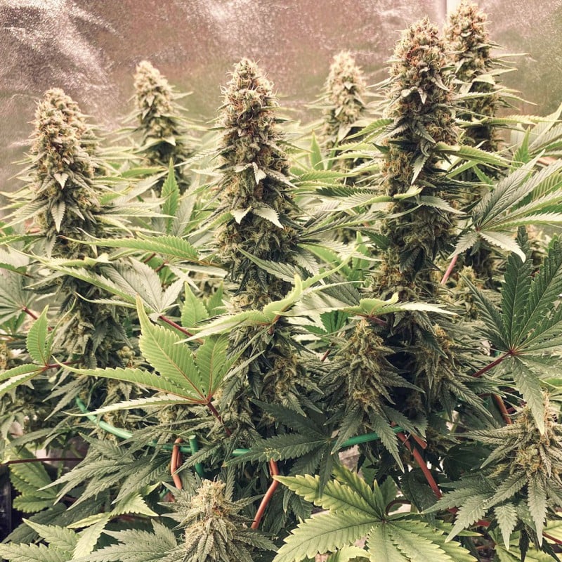 Power Plant Auto Feminised Seeds
