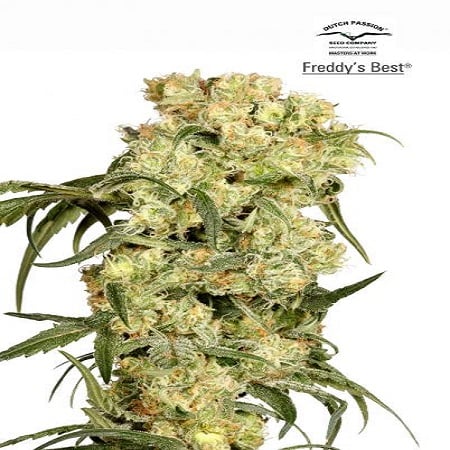 Freddy's Best Feminized