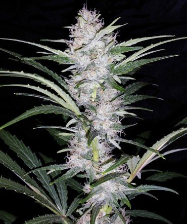Skywalker