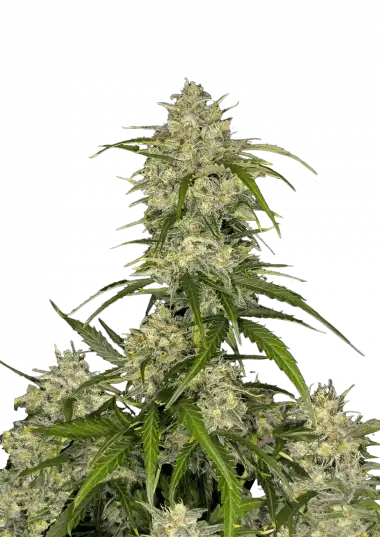 Sour Jealousy Auto™