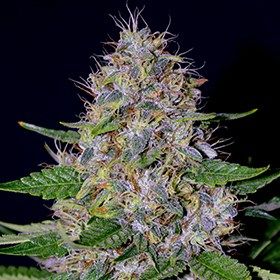 Apple Crumble Feminised Seeds