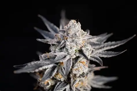Expert Gorilla Feminised Seeds