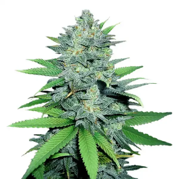 Green Crack