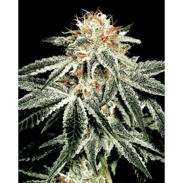 White Widow Auto Feminised