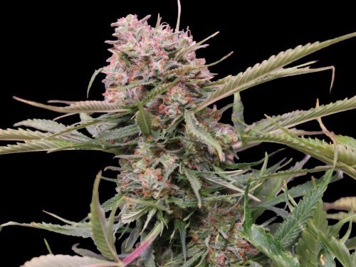 Auto Gigabud