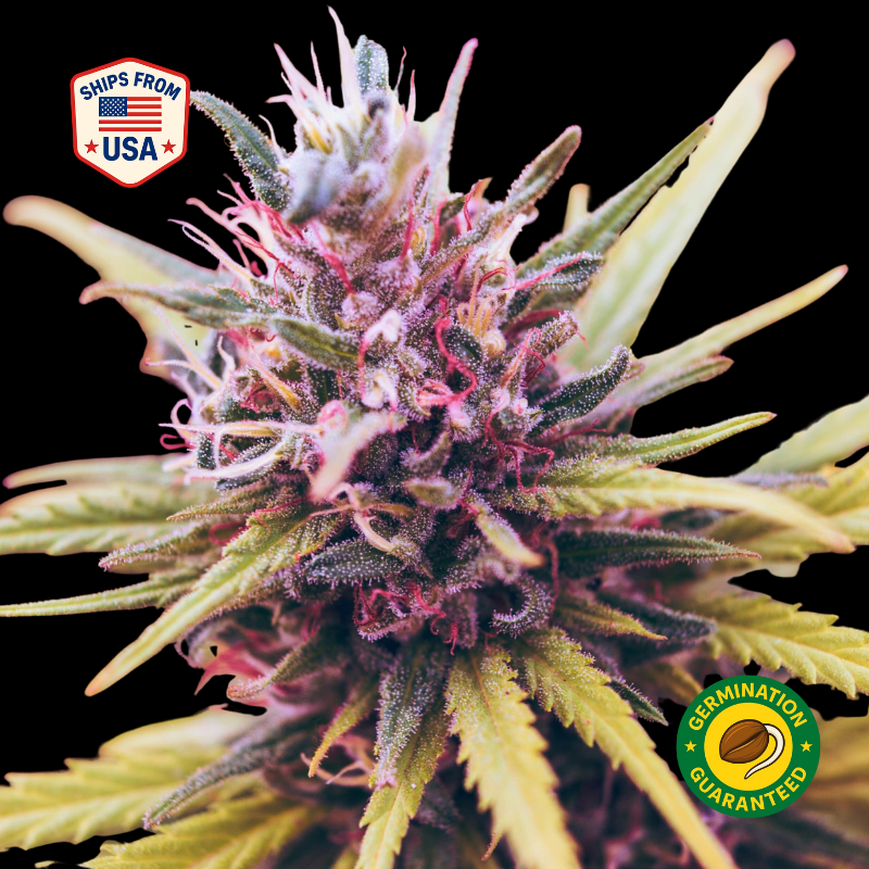 Purple Haze Feminized