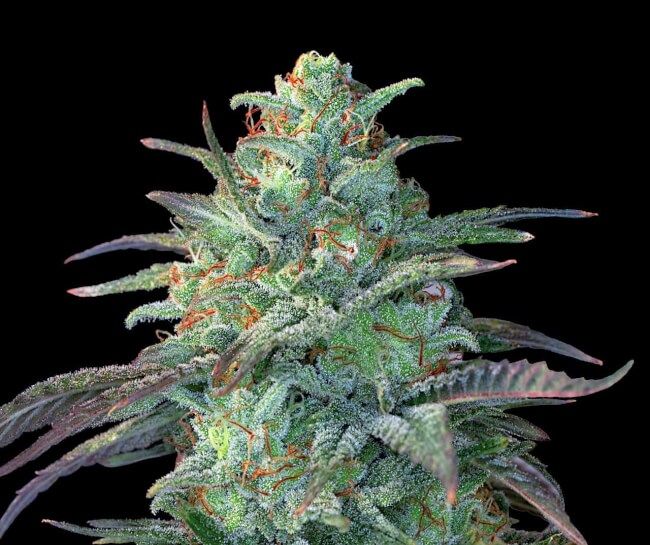 Eggnog OG Feminised Seeds