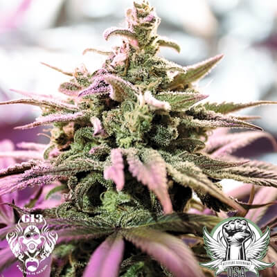 Northern Lights x Skunk