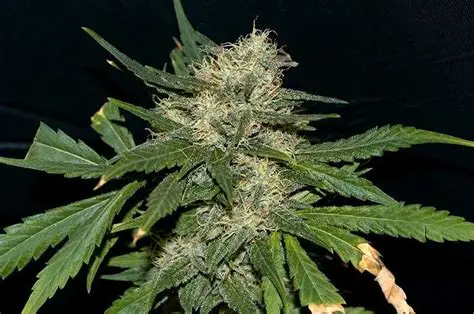 Northern Lights Auto Feminised