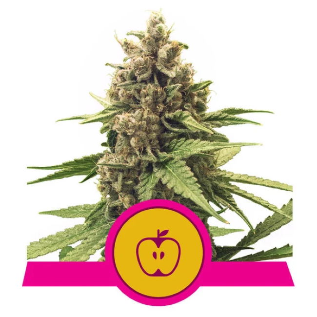Apple Fritter Seeds