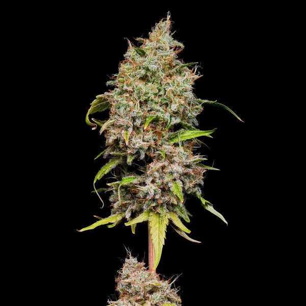 Honey Cream FAST Version Feminised Seeds