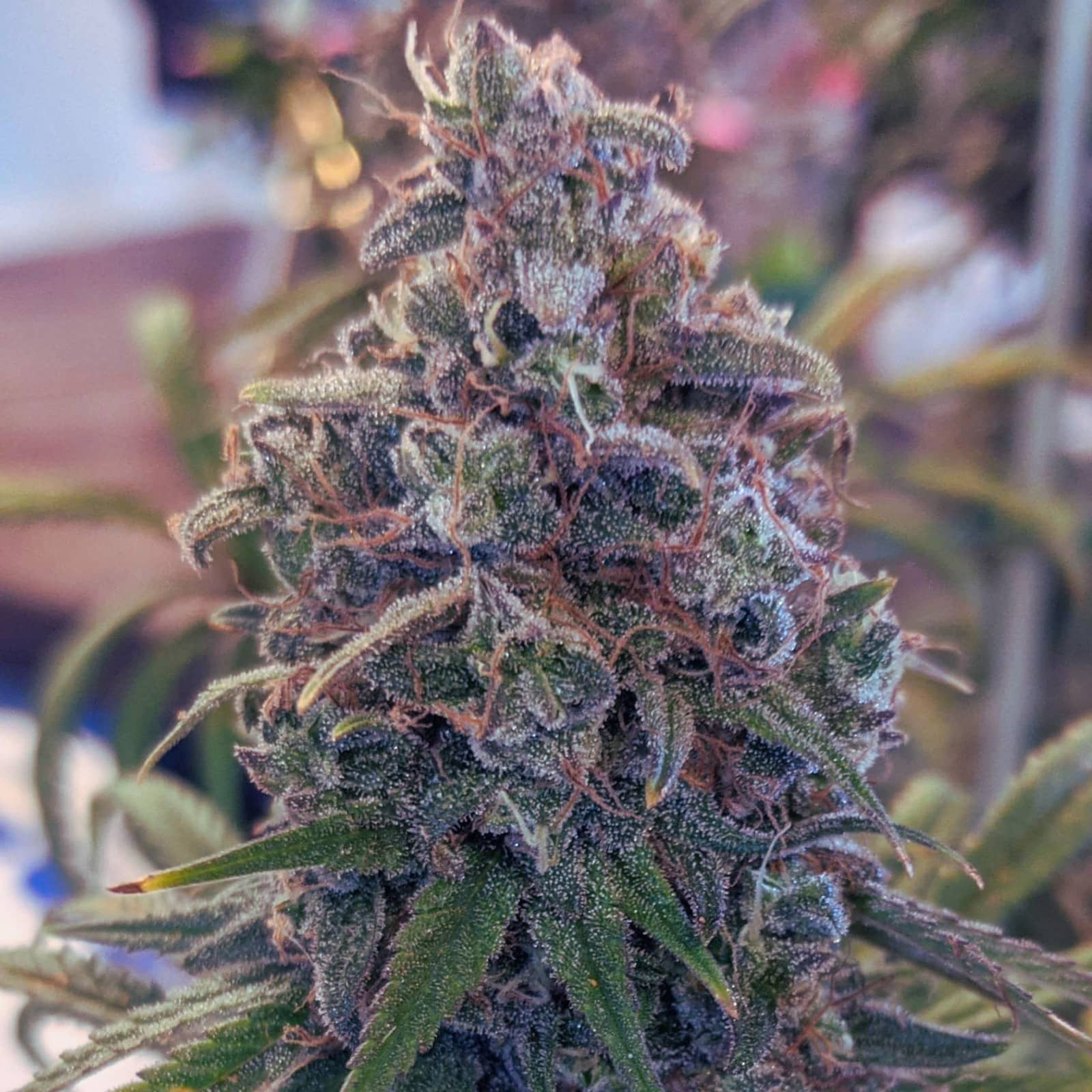 Wedding Cake Feminized