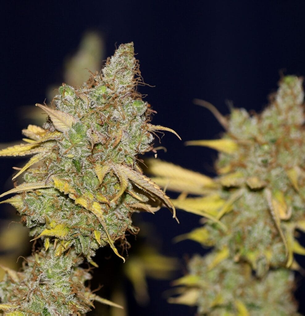 Badazz Cookies OG