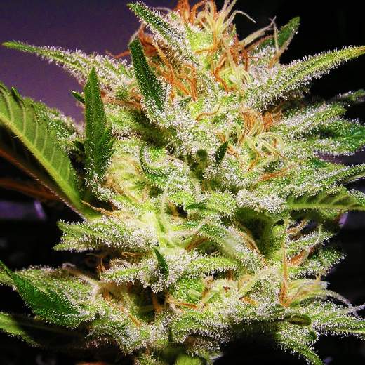 Amnesia Auto