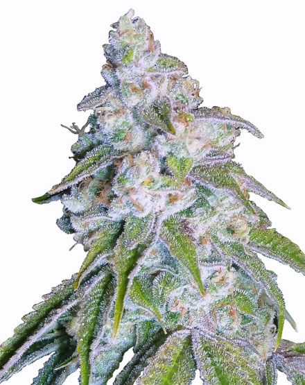 Neville's Haze Feminized