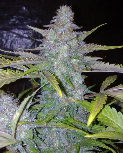 Northern Lights Feminized Seeds
