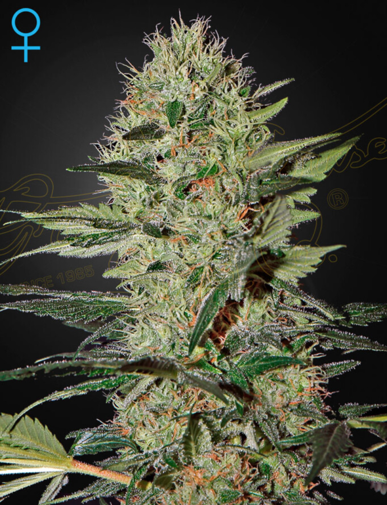 Exodus Cheese Feminised Seeds