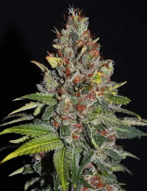 Tropical Punch Feminised