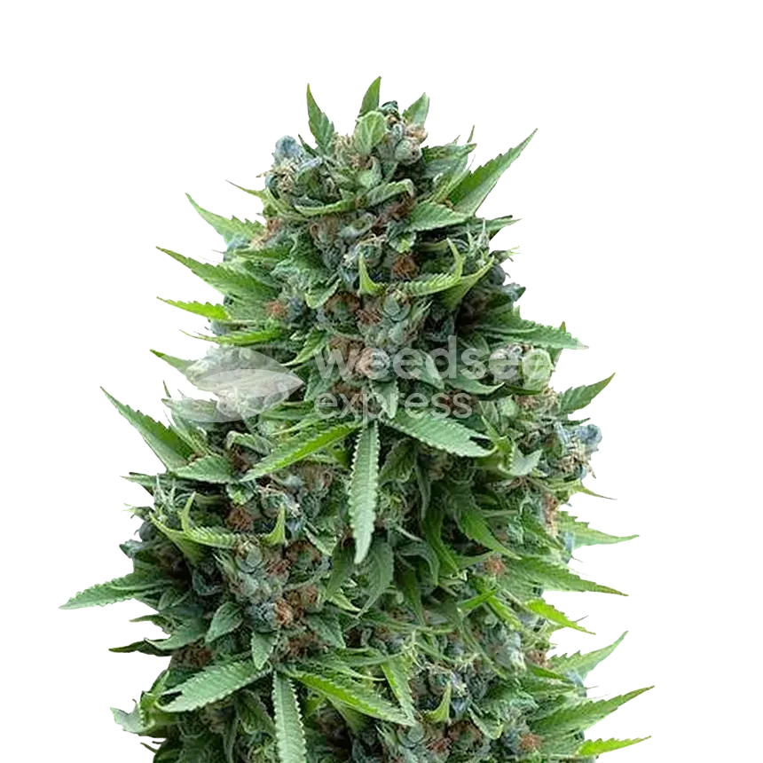 Sour Diesel Feminized
