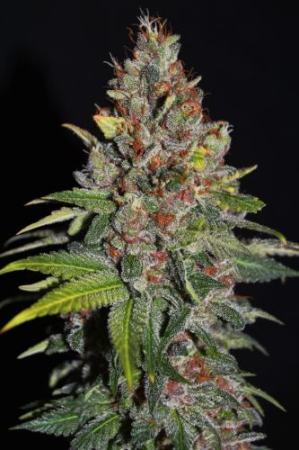 Tropical Punch