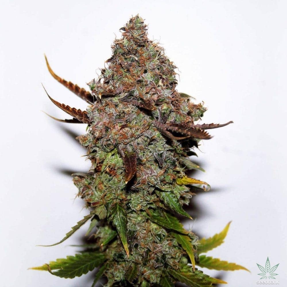 Original Skunk #1