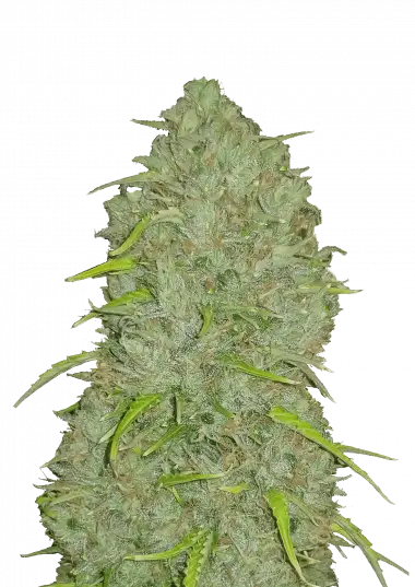 Jack Herer Auto