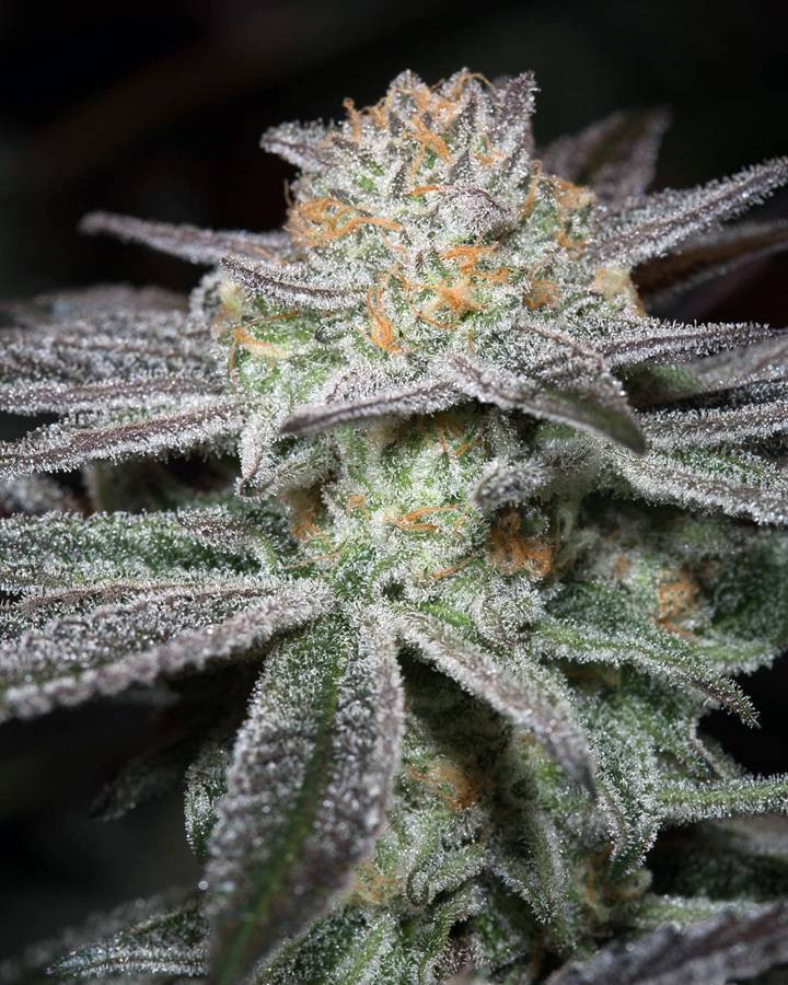 Bubba Kush Feminized Seeds