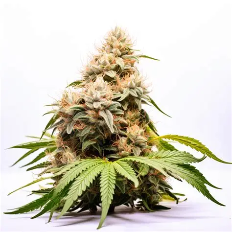 Exodus Cheese Auto Feminised Seeds