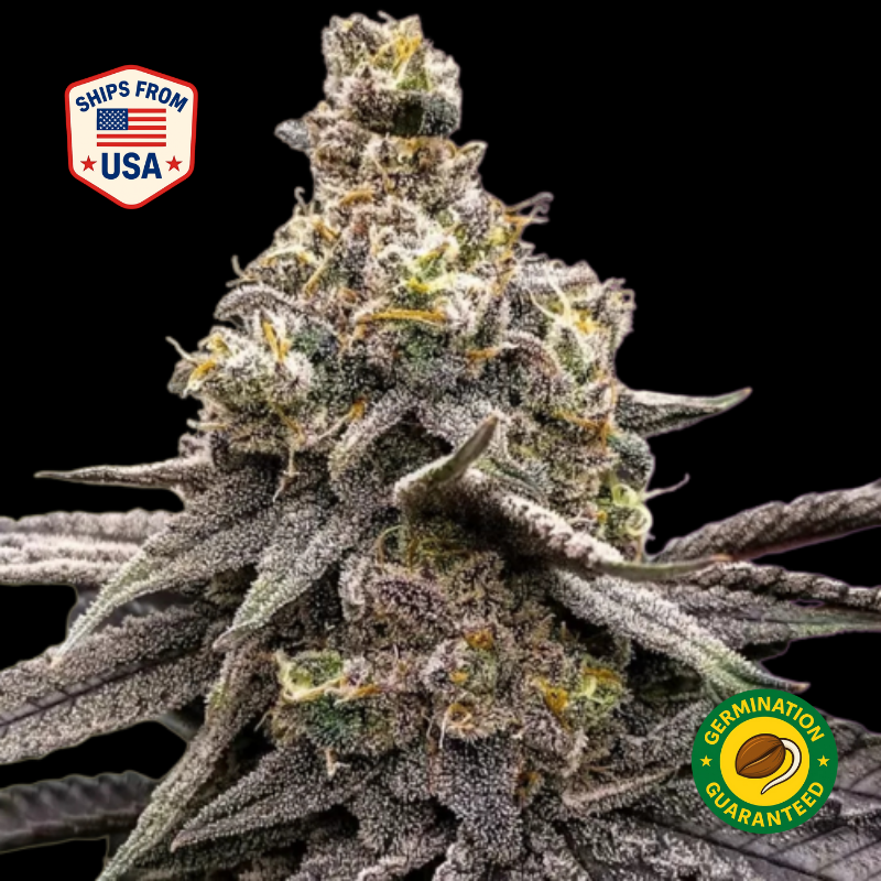 Jack Herer Feminized Seeds