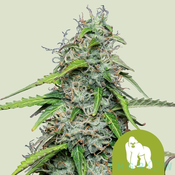 Royal Gorilla Auto Feminised Seeds