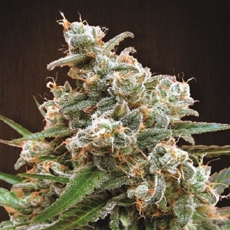 Nepal Jam Regular