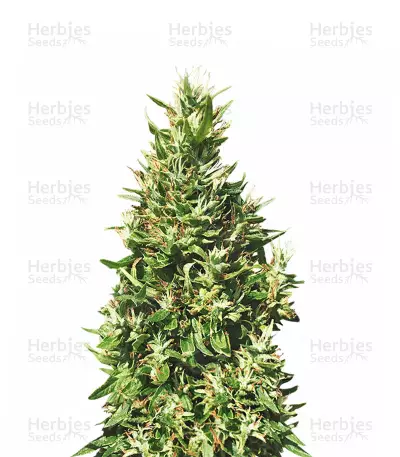 Bangi Haze Regular