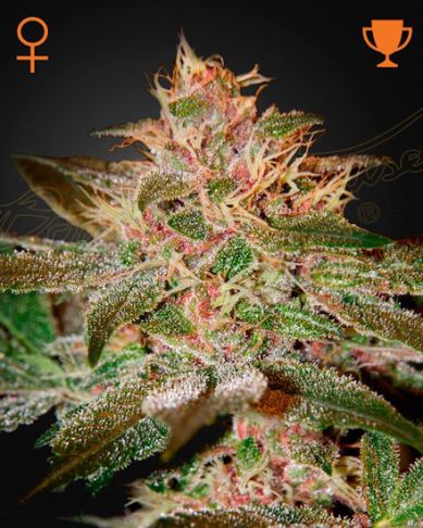 Pure Kush Feminized