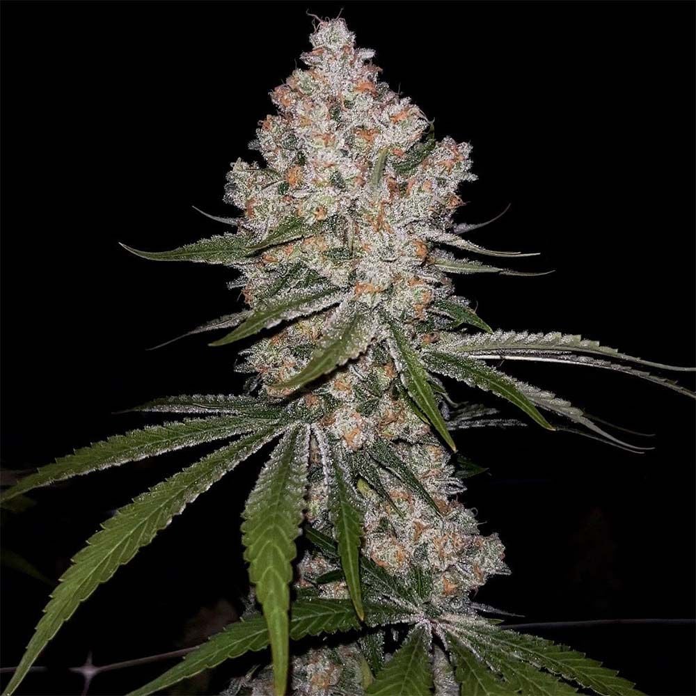 Hazy Voyage Feminized
