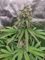 Badazz OG Cheese